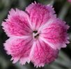 Dianthus ‘Watercolour’