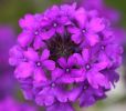 Verbena x hybrida ‘Homestead Purple’