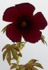 Hibiscus radiatus