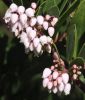 Arctostaphylos densiflora ‘Howard McMinn’