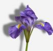 Iris unguicularis ‘Kilbroney Marble’